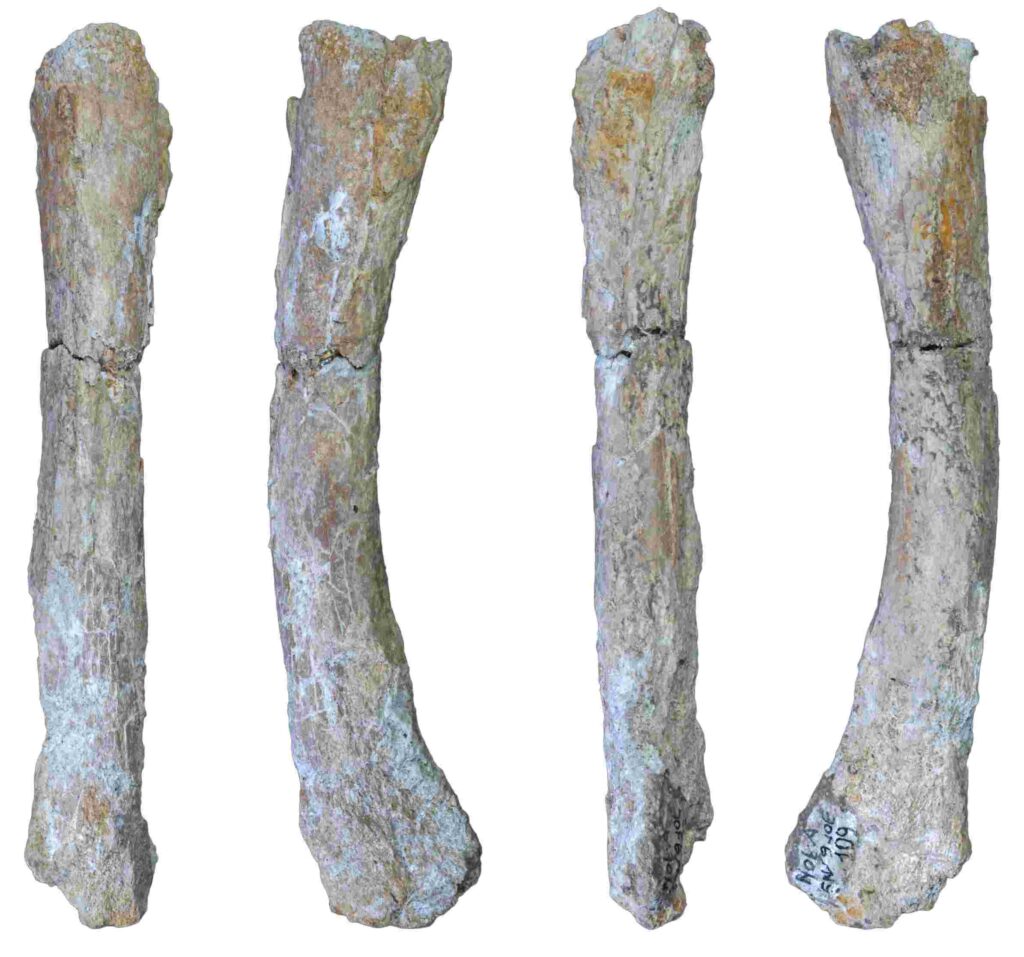 The newly identified metatarsal of the extinct cave lion Panthera spelaea from Notarchirico (Venosa, Italy). The preserved portion of the specimen measures approximately 14 cm. Photos: JQS, DOI 10.1002/jqs.3639