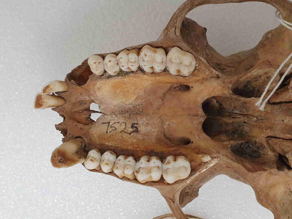 Full monkey dentition, showing molars that can be used for calibration of Micro-CT scans/Ian Towle