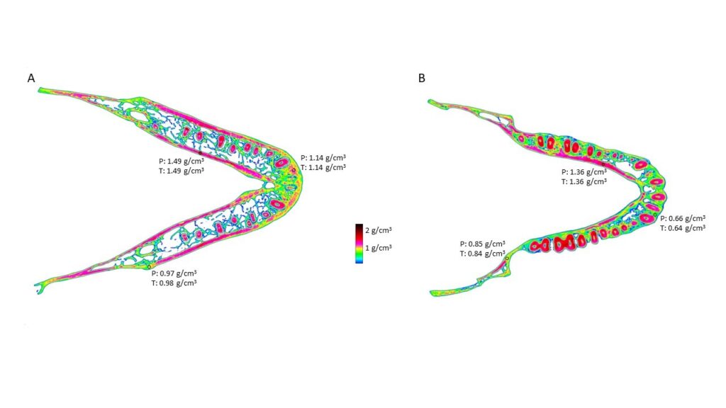 Variation in mineral content of two monkey mandibles/Ian Towle