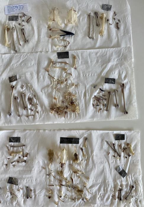 Bones recovered from the birds. Image by Dr Mariana Nabais