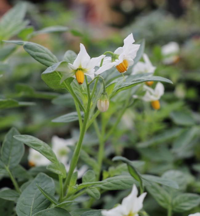 Solanum jamesii plant, the Four Corners potato. Credits: Tim Lee/NHMU, CC BY 