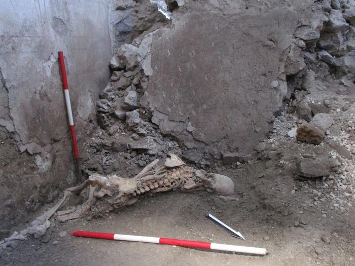 Skeleton of ‘individual 1’, a male aged around 50 years. The positioning suggests he was suddenly crushed by the collapse of a large wall fragment, resulting in severe traumas causing immediate death. Image: Pompeii Archaeological Park